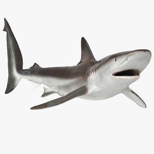Whaler Shark Rigged 3D Model