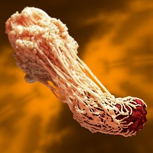 Macrophage feeding a Bacterium 02