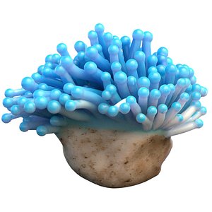 Coral reef 22 3D