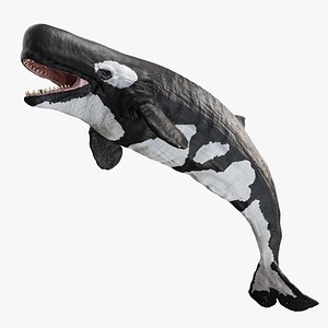 3D model Livyatan melvillei whale Orca color rigged