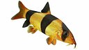 Clown Loach Fish Rigged Animated