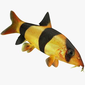 Clown Loach Fish Rigged Animated
