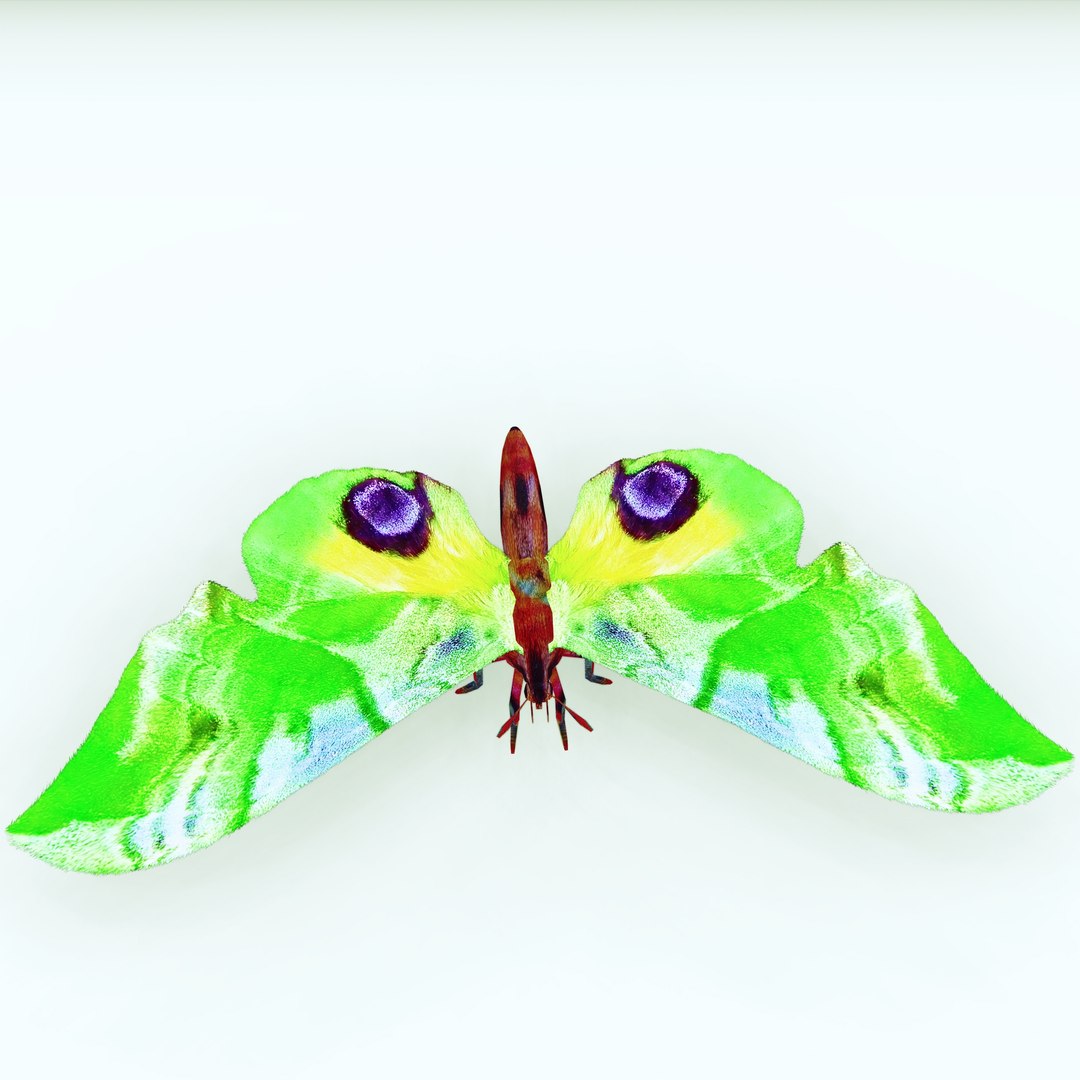 3D Butterfly GREEN insect - TurboSquid 2126165