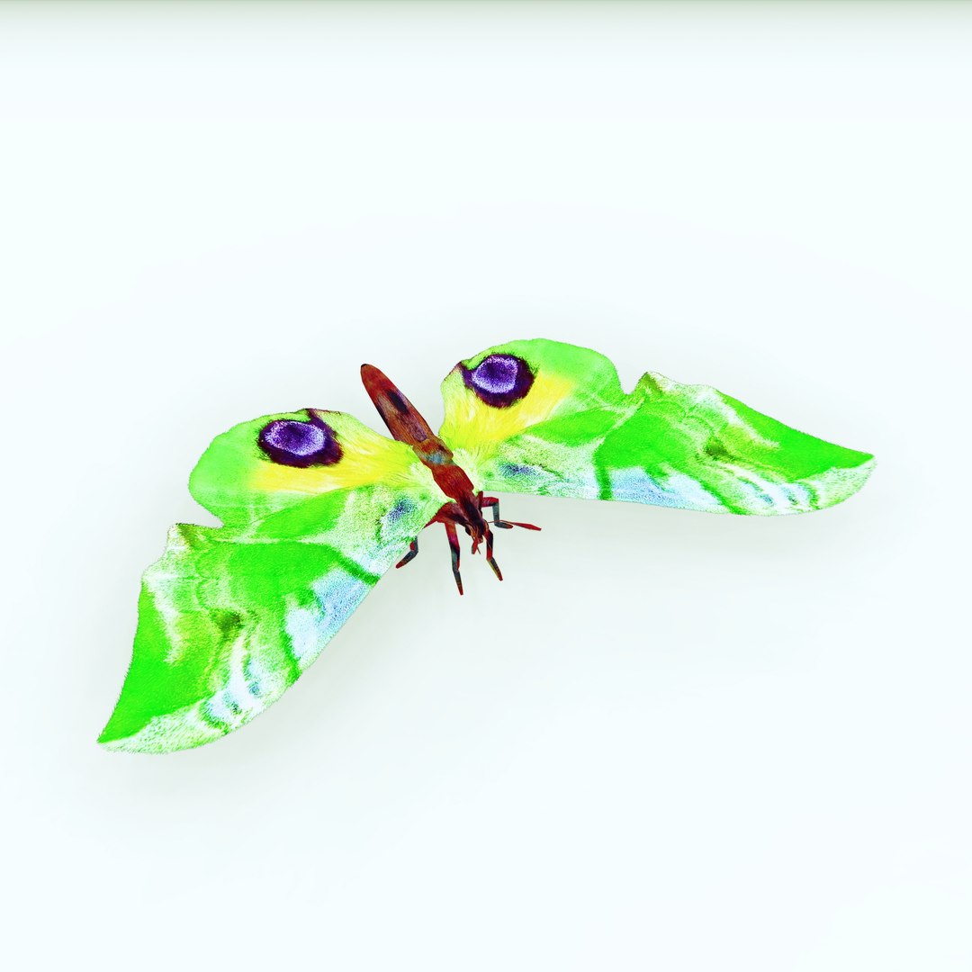 3D Butterfly GREEN insect - TurboSquid 2126165