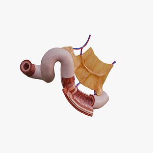 Small Intestine Anatomy Wall Layers Mesentery Low-poly 3D model