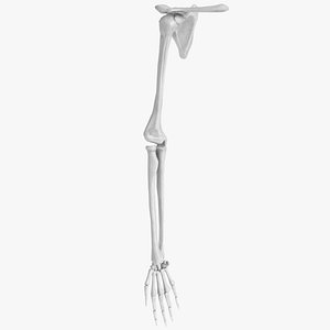 3d model of human hand arm bones