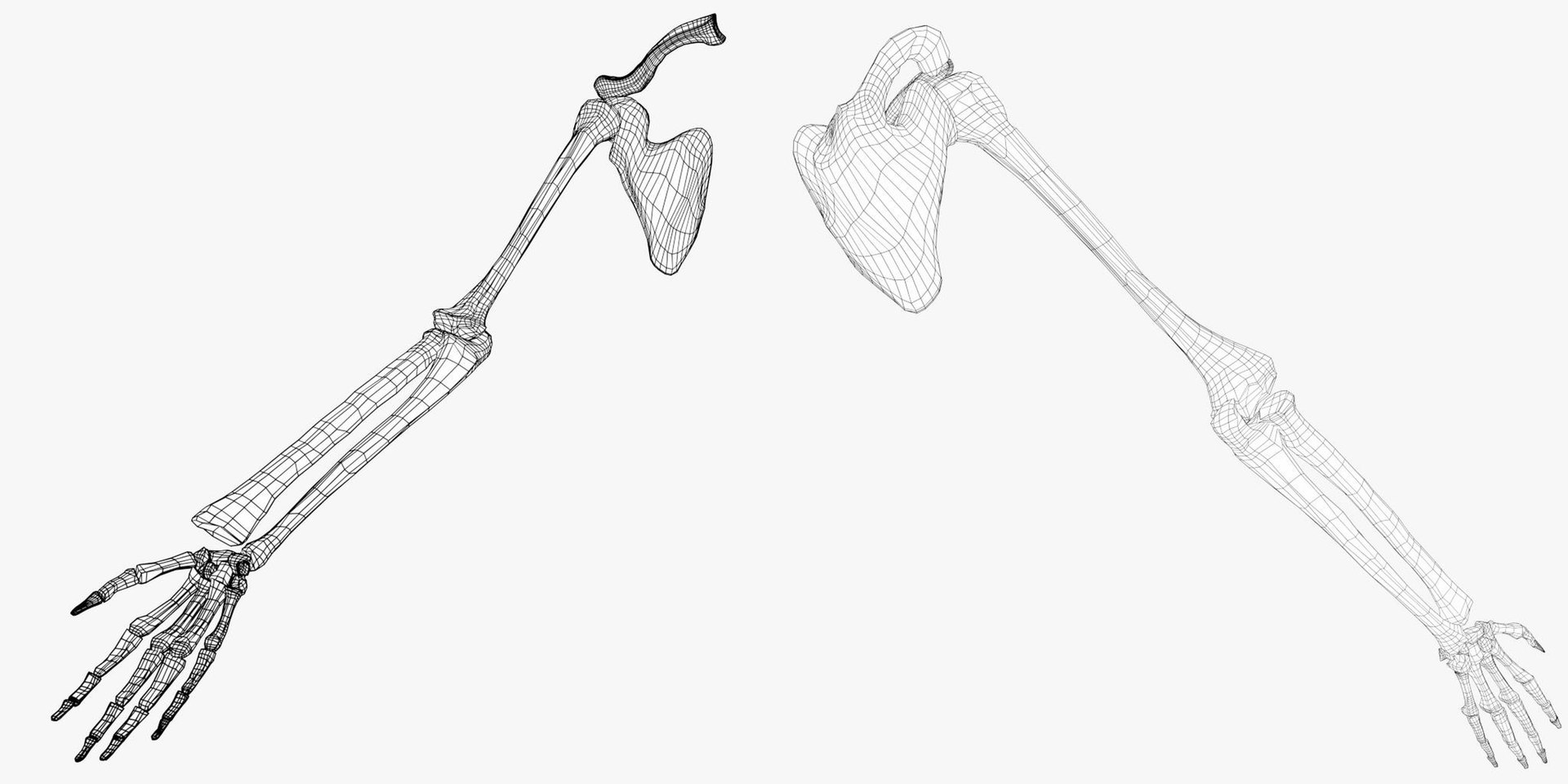 3d Model Of Human Hand Arm Bones