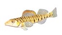 Southern Logperch fish