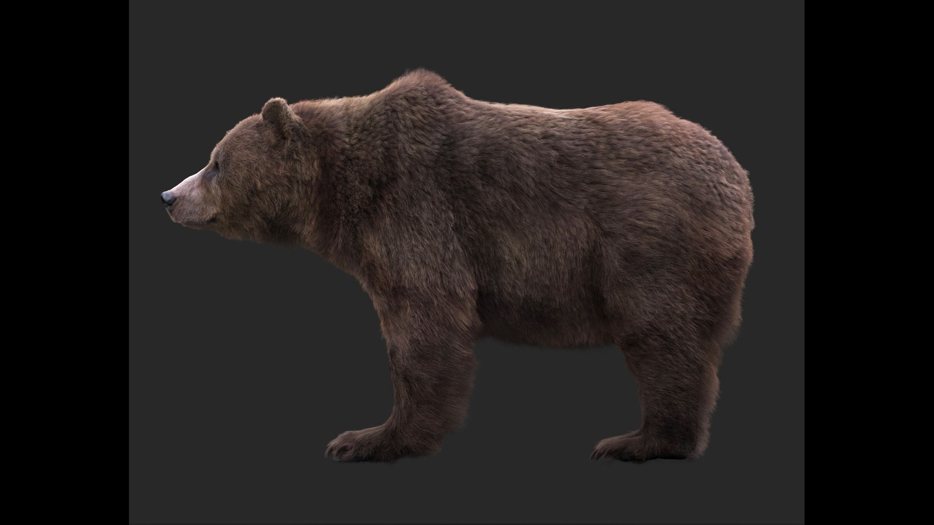 BEAR RIG XGEN-CORE 3D Model - TurboSquid 2181155