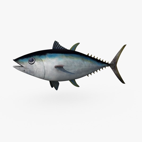 cinema4d bigeye tuna
