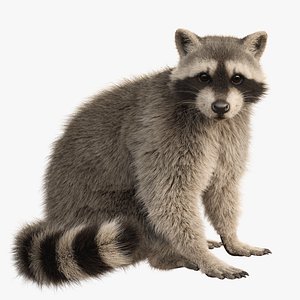 3D Raccoon Rigged Animated model