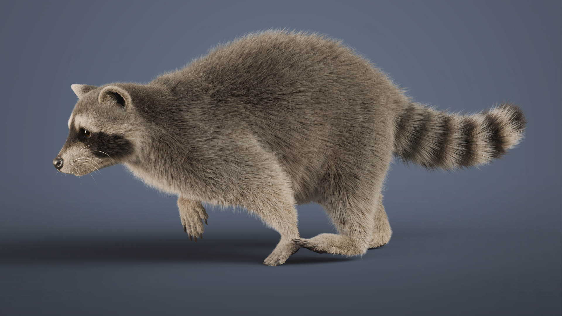 3D Raccoon Rigged Animated Model - TurboSquid 2203078