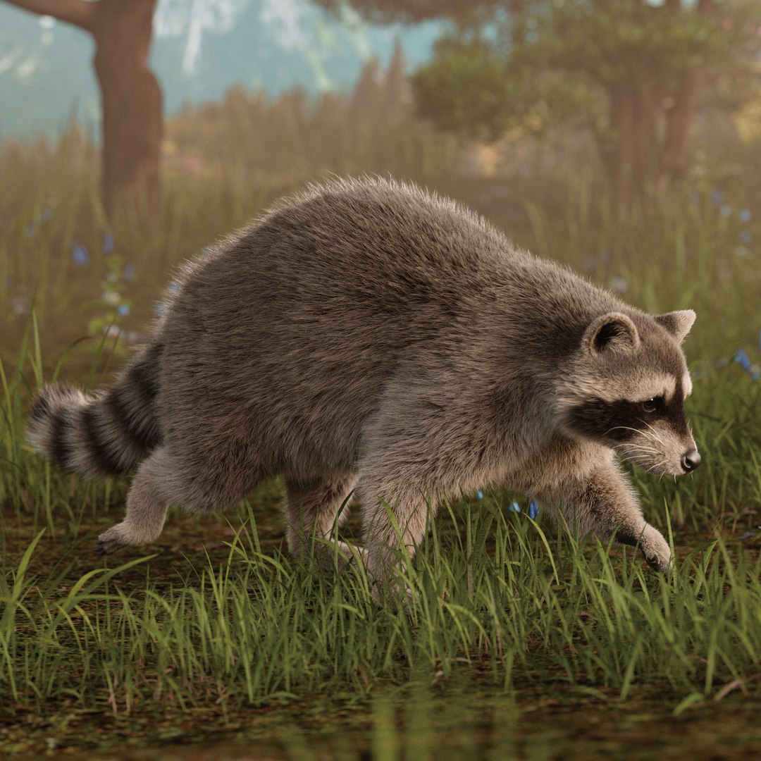 3D Raccoon Rigged Animated Model - TurboSquid 2203078