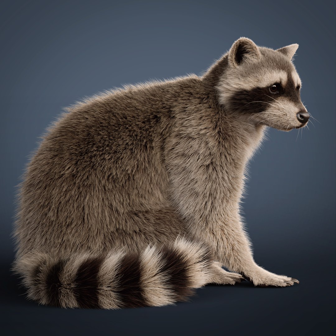 3D Raccoon Rigged Animated Model - TurboSquid 2203078