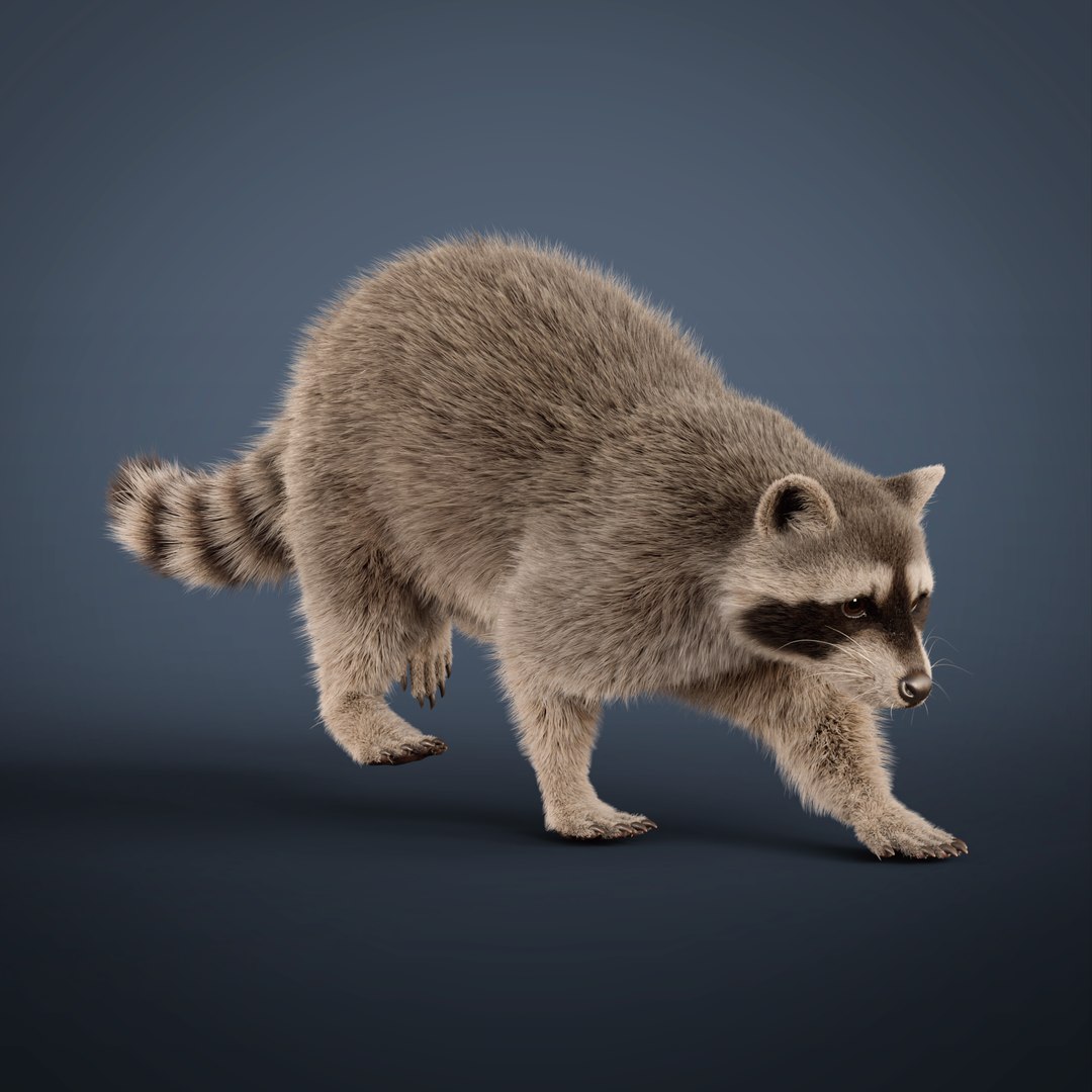 3D Raccoon Rigged Animated Model - TurboSquid 2203078