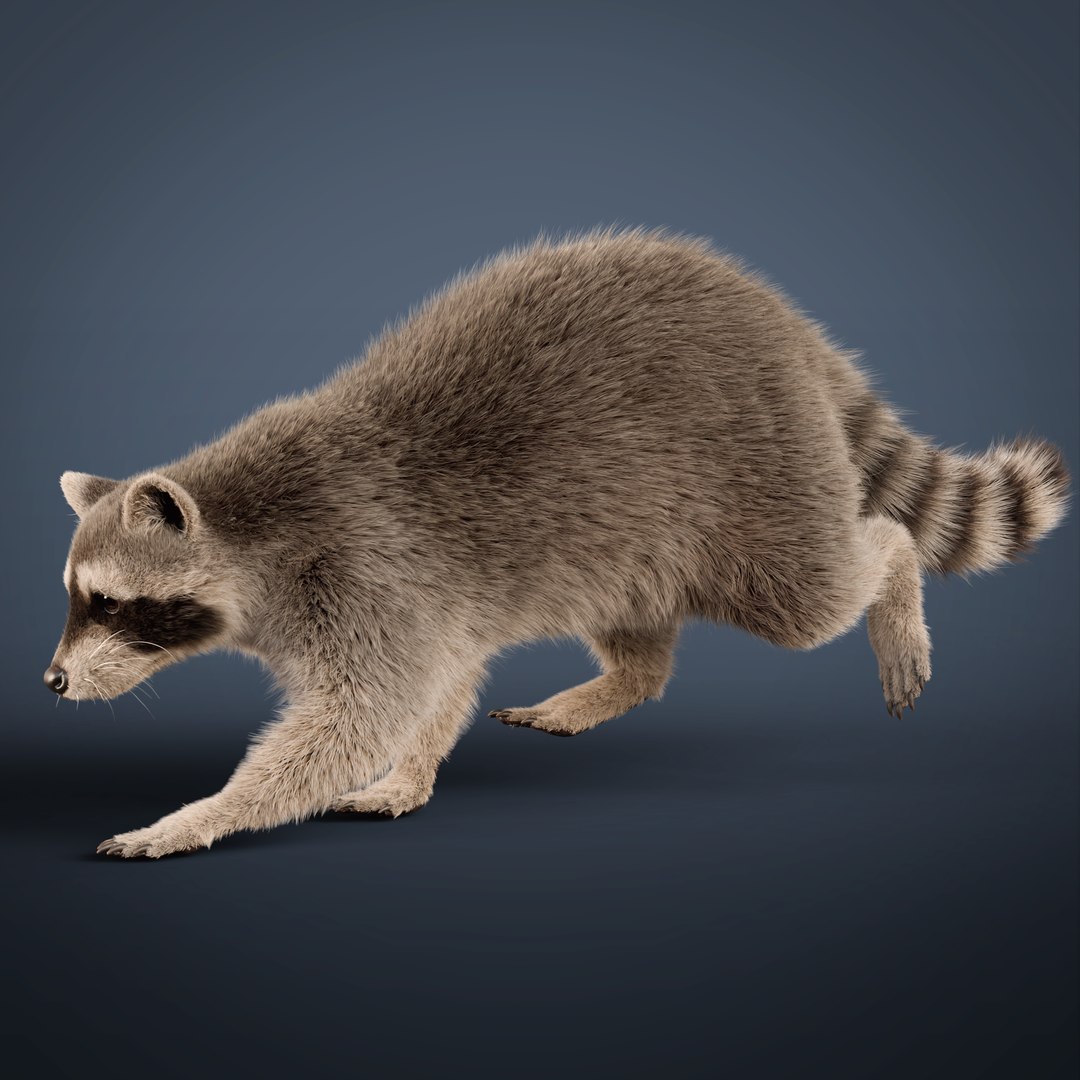 3D Raccoon Rigged Animated Model - TurboSquid 2203078