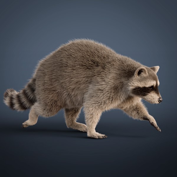 modelo 3d Mapache aparejado animado - TurboSquid 2203078