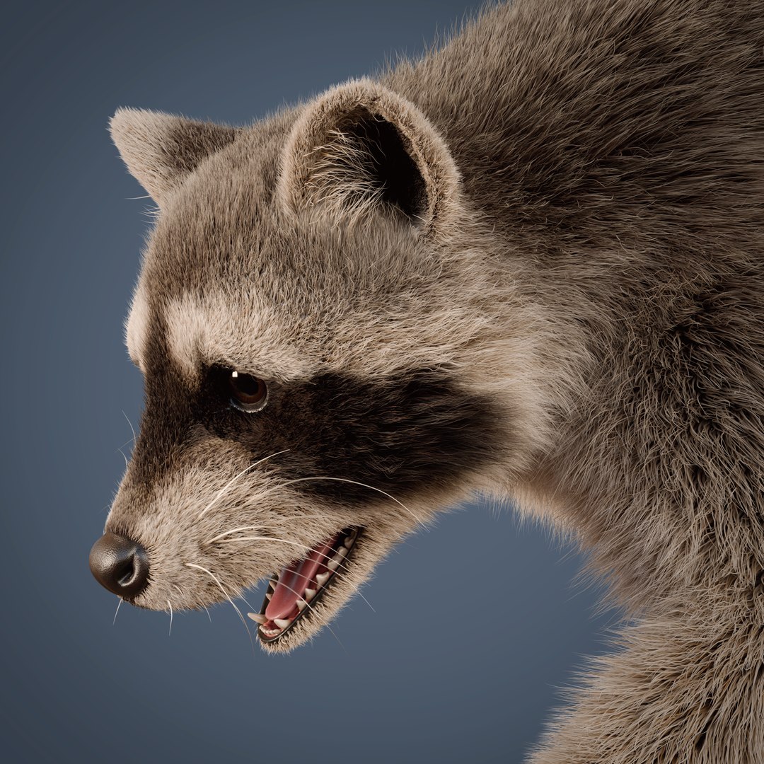 3D Raccoon Rigged Animated Model - TurboSquid 2203078