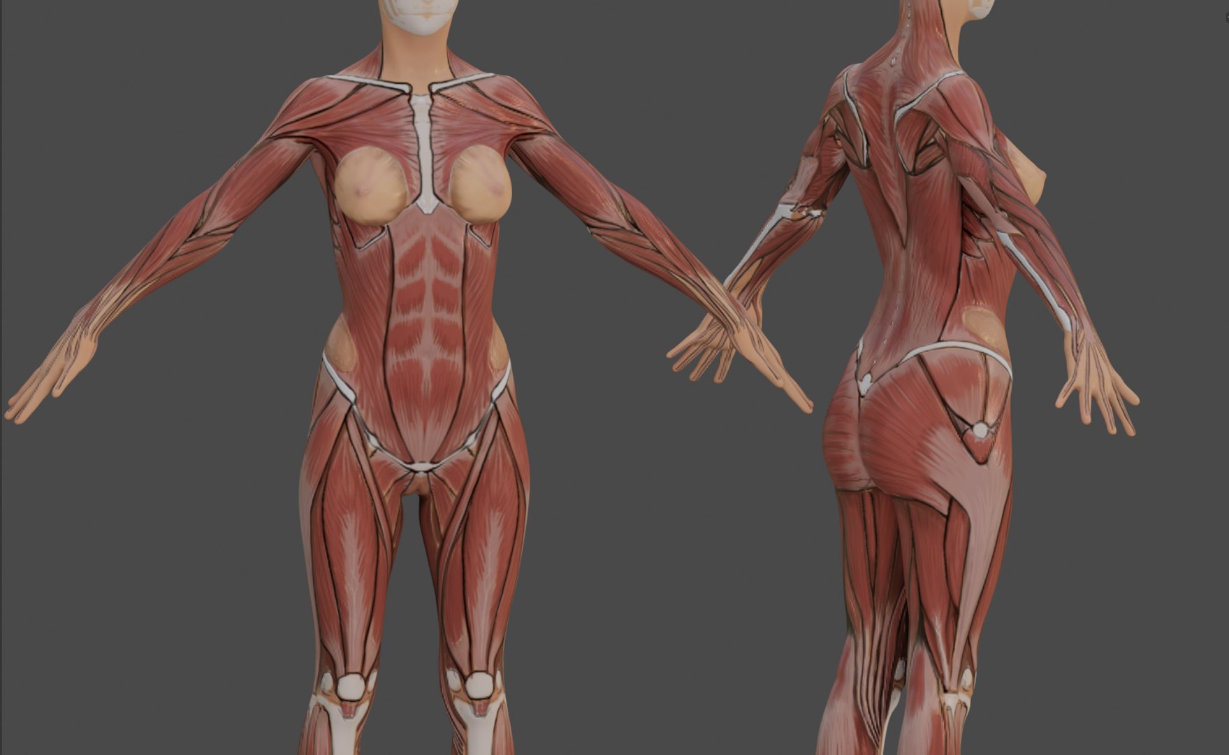 Female Anatomy Reference Model Turbosquid 1362057