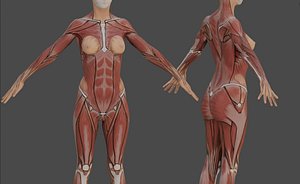 female anatomy reference model