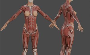 Female Anatomy Reference