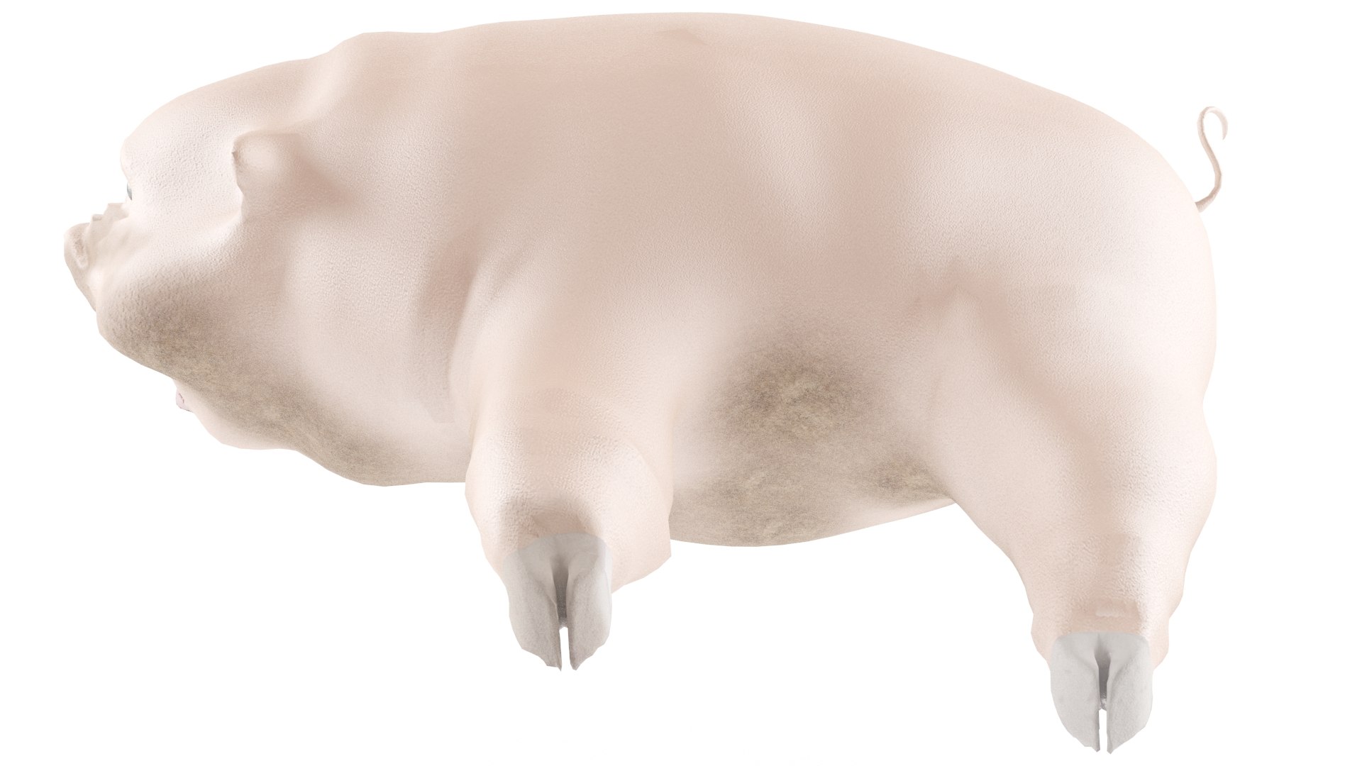 Pig Model - TurboSquid 1421633