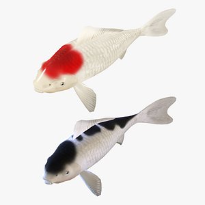 Animated carp koi