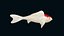 Carpa koi animada
