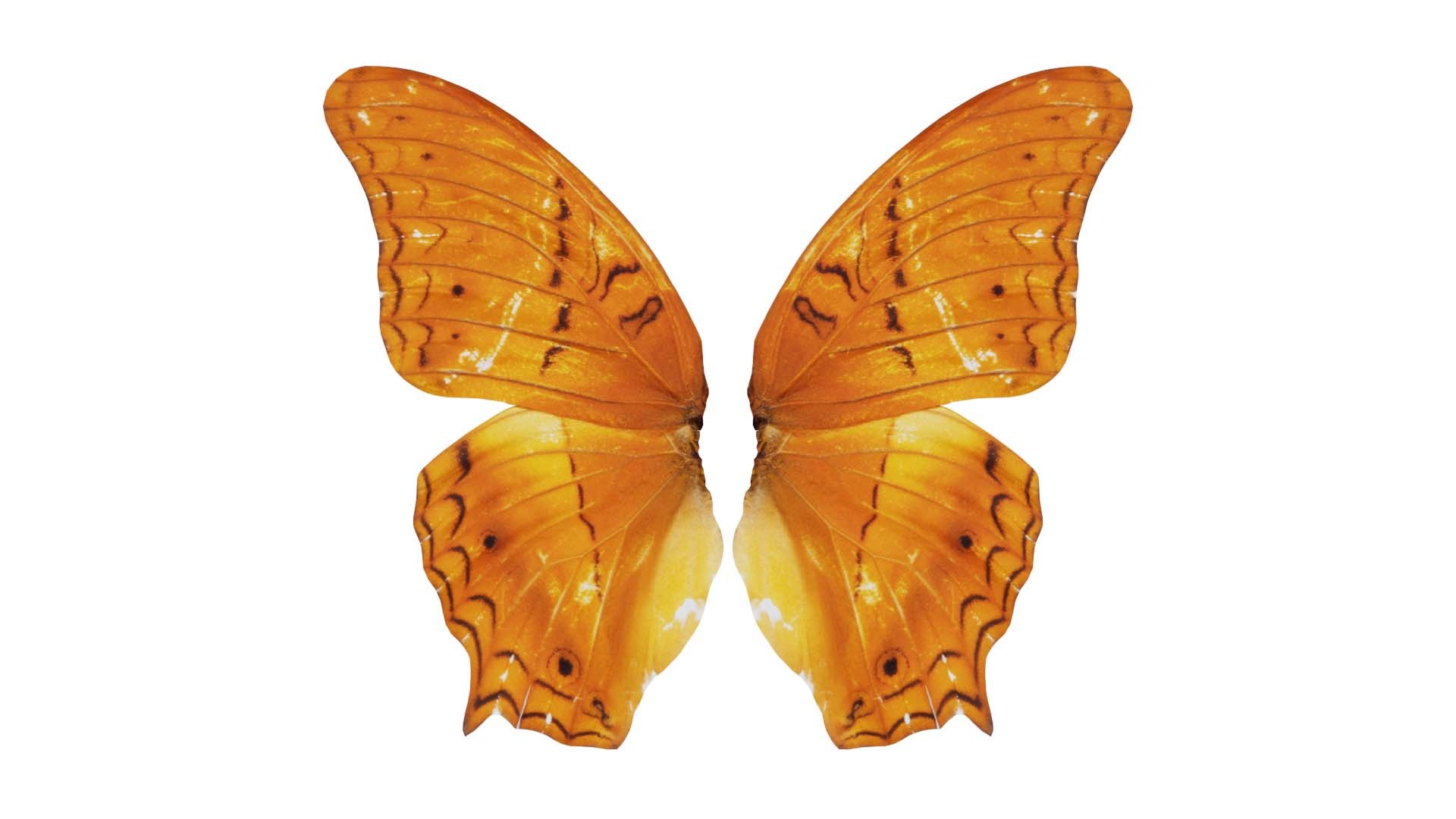Mexican Fritillary Vindula Dejone Remastered Model - TurboSquid 2359929