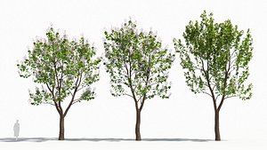 3D Paulownia tree model