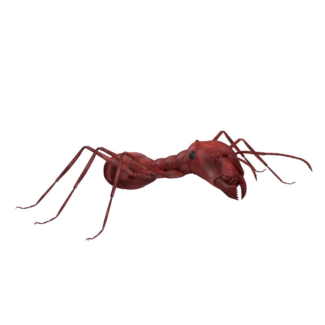 Red ant 3D model - TurboSquid 1211048