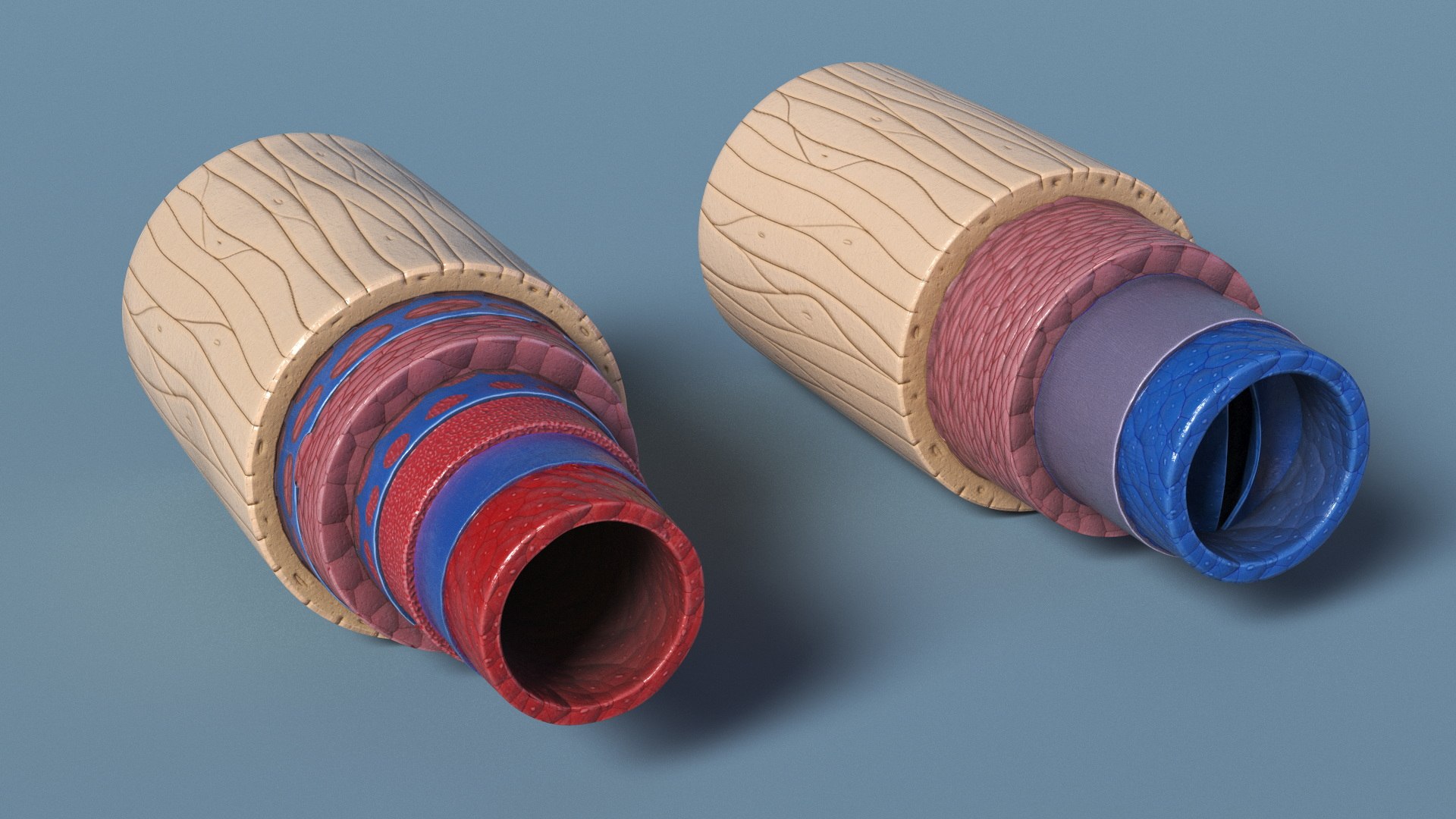 3D Anatomical Model of Blood Vessels in Cross Section https://p.turbosquid.com/ts-thumb/SE/jbQRKY/bJ/anatomical_model_of_blood_vessels_in_cross_section_005/jpg/1747065179/1920x1080/fit_q87/db7cb2e7c4b2ef364f715d75bf035007b0a3860f/anatomical_model_of_blood_vessels_in_cross_section_005.jpg