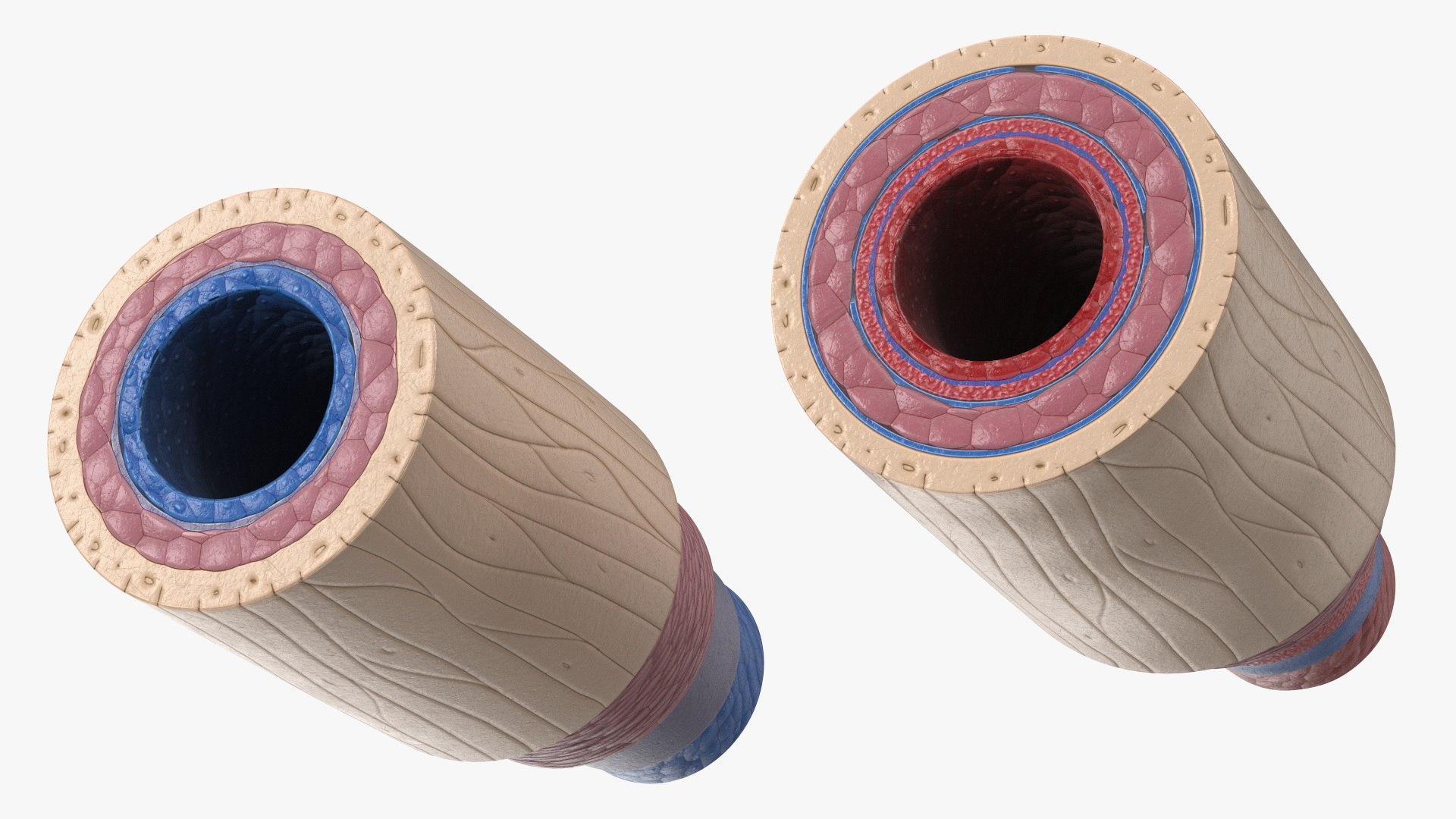 3D Anatomical Model of Blood Vessels in Cross Section https://p.turbosquid.com/ts-thumb/SE/jbQRKY/cy/anatomical_model_of_blood_vessels_in_cross_section_008/jpg/1747065189/1920x1080/fit_q87/c9328098b84dcaa4a502f396f896e5e7f870374e/anatomical_model_of_blood_vessels_in_cross_section_008.jpg