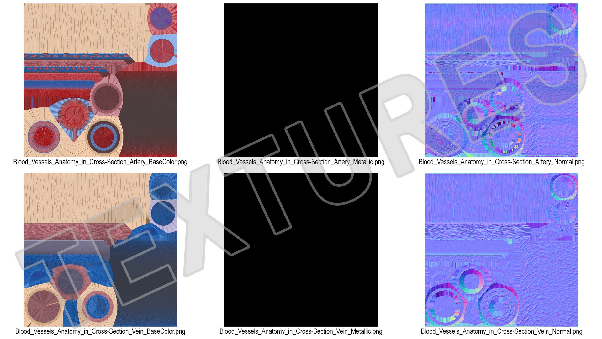 3D Anatomical Model of Blood Vessels in Cross Section https://p.turbosquid.com/ts-thumb/SE/jbQRKY/d9/anatomical_model_of_blood_vessels_in_cross_section_017/jpg/1747065217/1920x1080/fit_q87/555f8634701b18edd27a42fbdac8a69561ce5f3d/anatomical_model_of_blood_vessels_in_cross_section_017.jpg