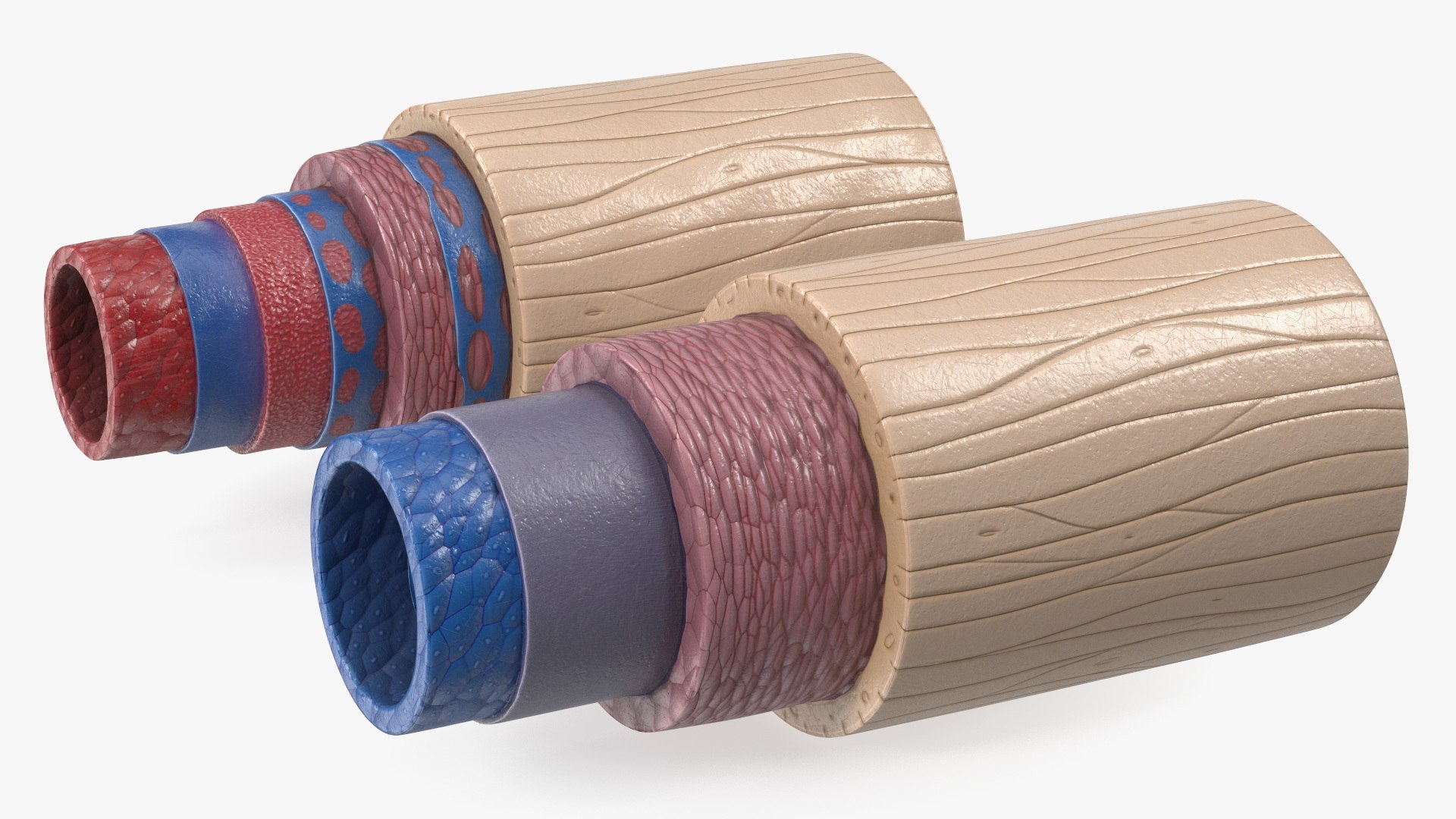 3D Anatomical Model of Blood Vessels in Cross Section https://p.turbosquid.com/ts-thumb/SE/jbQRKY/ee/anatomical_model_of_blood_vessels_in_cross_section_007/jpg/1747065186/1920x1080/fit_q87/454cbd92bcb06289a347bb443647e08870908020/anatomical_model_of_blood_vessels_in_cross_section_007.jpg