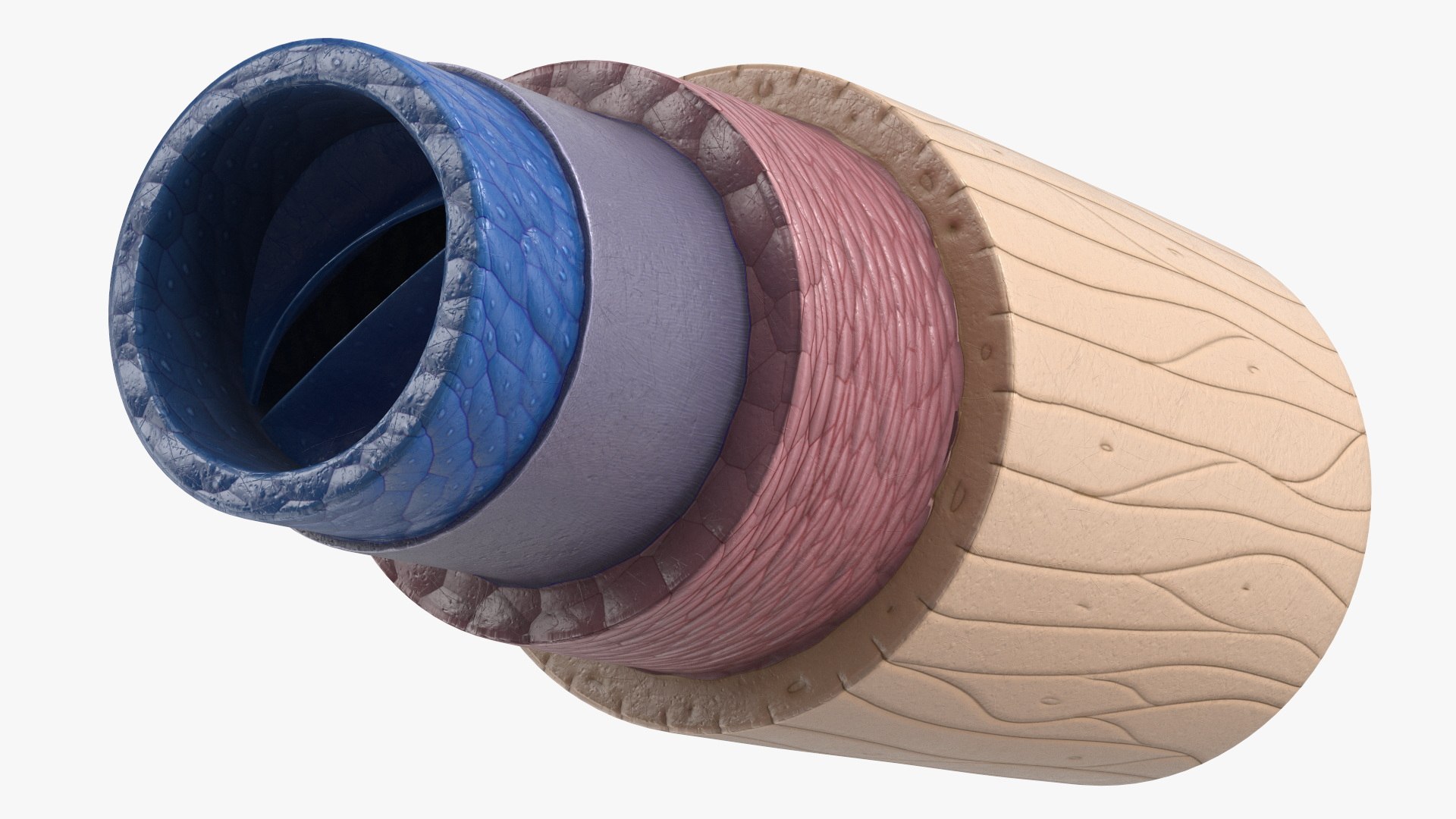 3D Anatomical Model of Blood Vessels in Cross Section https://p.turbosquid.com/ts-thumb/SE/jbQRKY/h8/anatomical_model_of_blood_vessels_in_cross_section_010/jpg/1747065195/1920x1080/fit_q87/ef1fce3a852f955e83d6204b4c83460f6657c348/anatomical_model_of_blood_vessels_in_cross_section_010.jpg