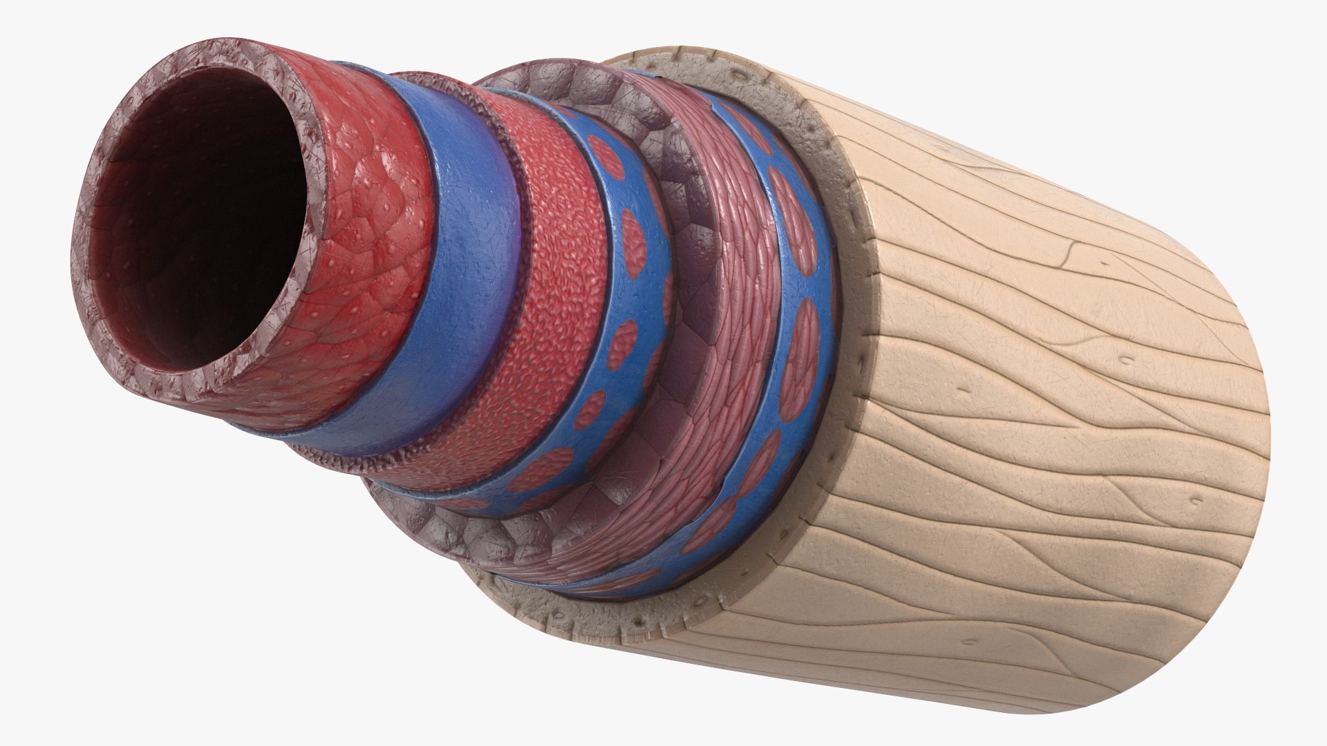 3D Anatomical Model of Blood Vessels in Cross Section https://p.turbosquid.com/ts-thumb/SE/jbQRKY/lL/anatomical_model_of_blood_vessels_in_cross_section_009/jpg/1747065192/1920x1080/fit_q87/17a251fa7cc3c80707a9183a2a3e861ea0e6c582/anatomical_model_of_blood_vessels_in_cross_section_009.jpg