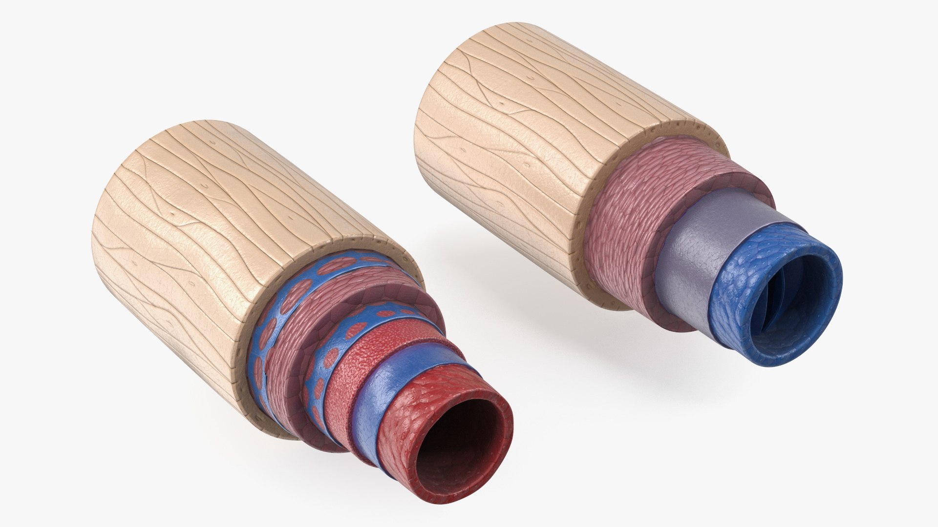 3D Anatomical Model of Blood Vessels in Cross Section https://p.turbosquid.com/ts-thumb/SE/jbQRKY/yH/anatomical_model_of_blood_vessels_in_cross_section_002/jpg/1747065012/1920x1080/fit_q87/135c592322c40e255ed11c6ca01e2e9743e6ca07/anatomical_model_of_blood_vessels_in_cross_section_002.jpg