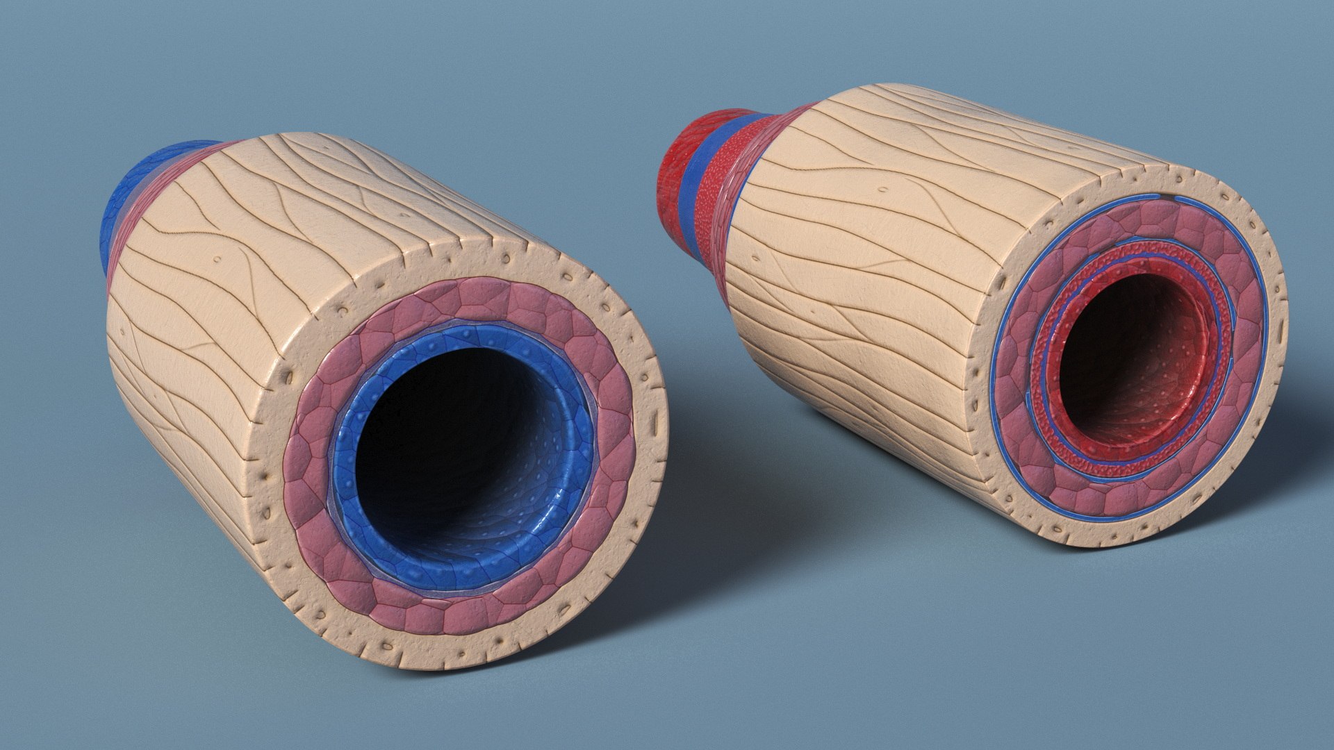 3D Anatomical Model of Blood Vessels in Cross Section https://p.turbosquid.com/ts-thumb/SE/jbQRKY/ye/anatomical_model_of_blood_vessels_in_cross_section_006/jpg/1747065183/1920x1080/fit_q87/7c97a7c0ff5acb401b9b831c5c5c129f7a4137e6/anatomical_model_of_blood_vessels_in_cross_section_006.jpg