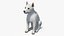 West Highland White Terrier Rigged
