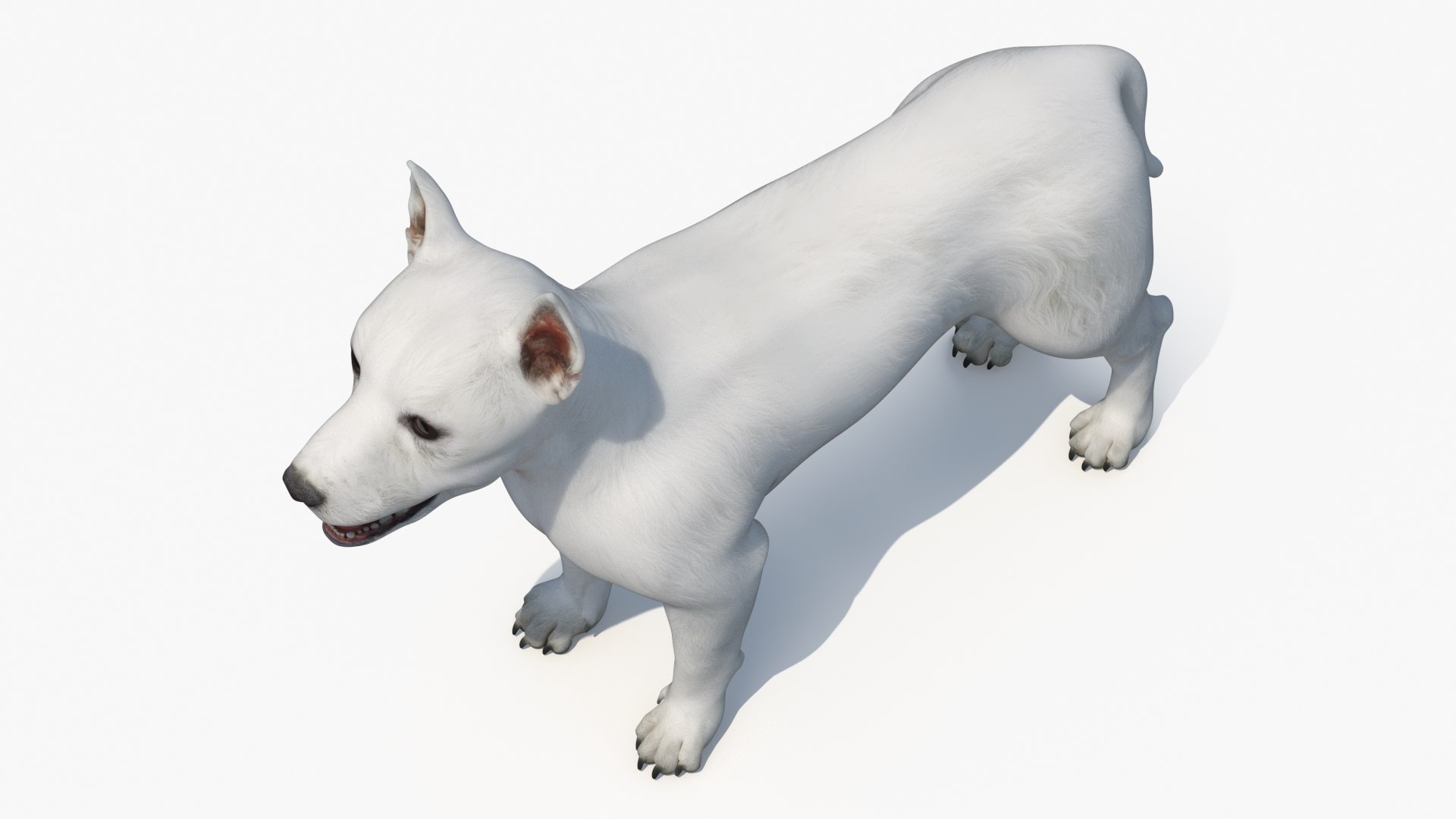3D West Highland White Terrier Rigged model https://p.turbosquid.com/ts-thumb/SE/jn7klU/HC/west_highland_white_terrier_rigged_011/jpg/1748634044/1920x1080/fit_q87/ad55b90ade2bc60ecf82e93aa4496a882195ce1a/west_highland_white_terrier_rigged_011.jpg