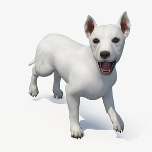 3D West Highland White Terrier Rigged model