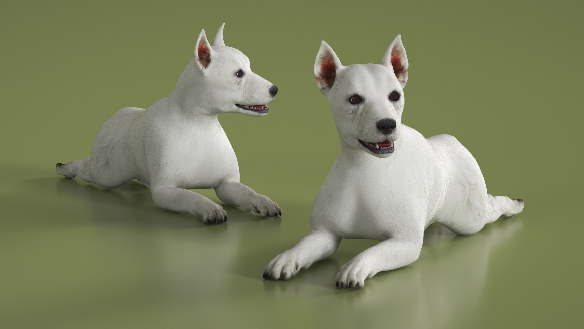 3D West Highland White Terrier Rigged model https://p.turbosquid.com/ts-thumb/SE/jn7klU/O6/west_highland_white_terrier_rigged_007/jpg/1748634031/1920x1080/fit_q87/9ac9726991cbe3a4e78ad7b542b78734a18abd65/west_highland_white_terrier_rigged_007.jpg
