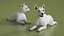 West Highland White Terrier Rigged
