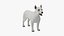 West Highland White Terrier Rigged