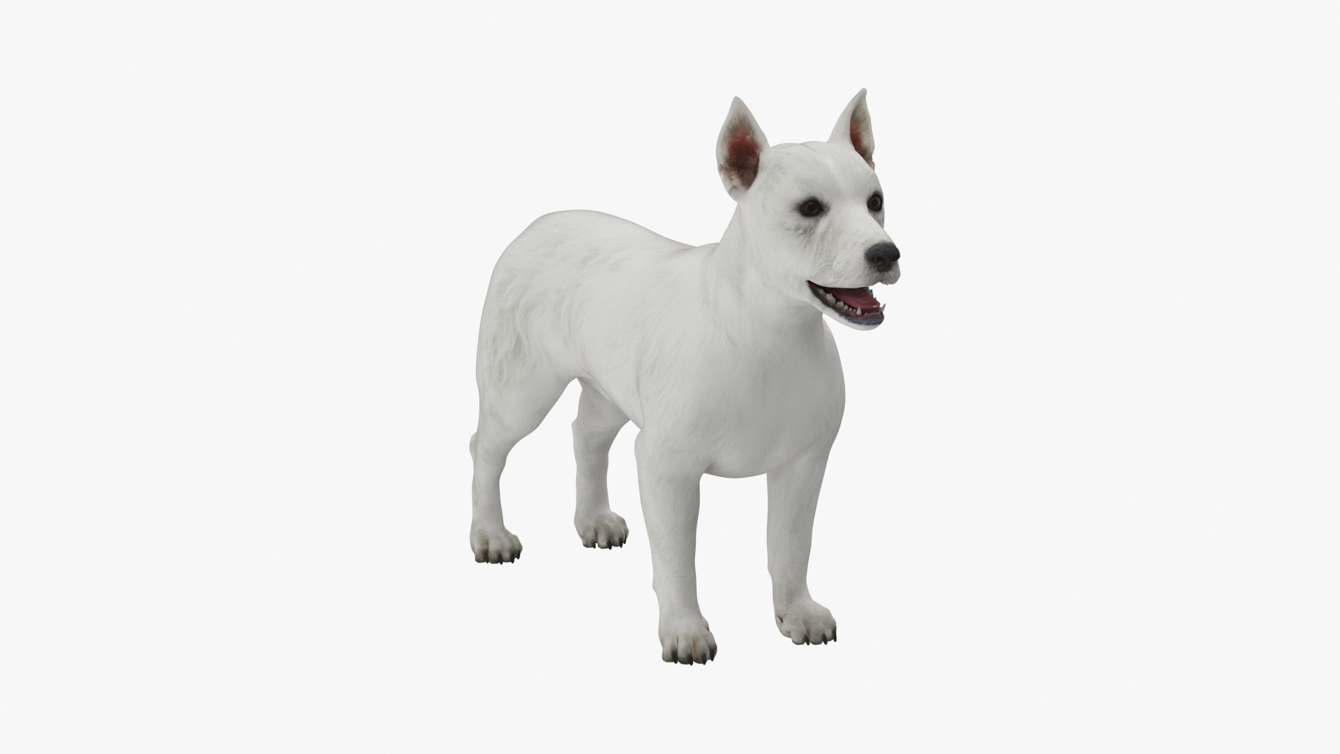 3D West Highland White Terrier Rigged model https://p.turbosquid.com/ts-thumb/SE/jn7klU/Su/west_highland_white_terrier_rigged_360/jpg/1748633804/1920x1080/turn_fit_q99/935b91055220f96bbb65e8490ae8c8a55074868e/west_highland_white_terrier_rigged_360-1.jpg