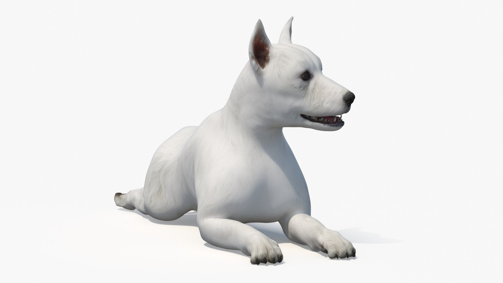 3D West Highland White Terrier Rigged model https://p.turbosquid.com/ts-thumb/SE/jn7klU/X9/west_highland_white_terrier_rigged_009/jpg/1748634037/1920x1080/fit_q87/fbd66b1834a4505d72f223095a475ed160029e92/west_highland_white_terrier_rigged_009.jpg