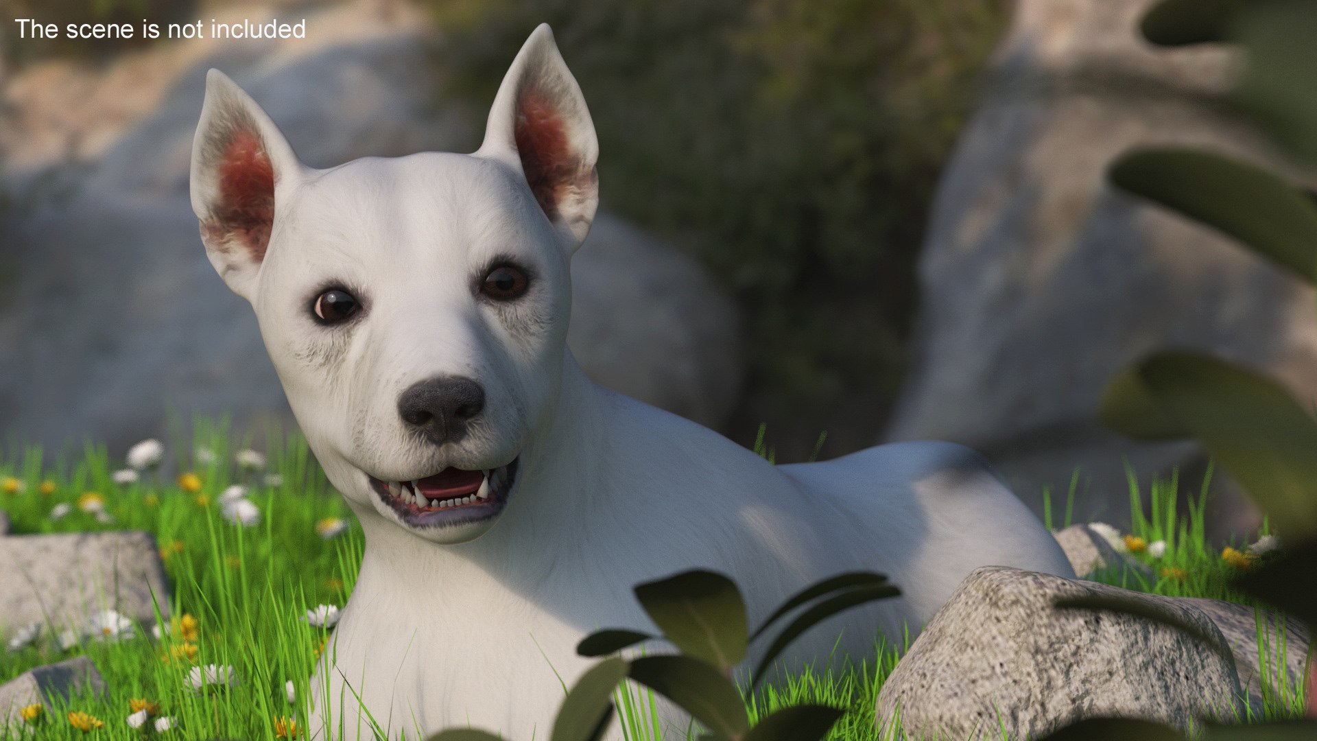 3D West Highland White Terrier Rigged model https://p.turbosquid.com/ts-thumb/SE/jn7klU/ir/west_highland_white_terrier_rigged_006/jpg/1748634029/1920x1080/fit_q87/8a54996071e72daf8e5d1dd4e9c0b1afcd8143b8/west_highland_white_terrier_rigged_006.jpg