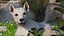 West Highland White Terrier Rigged