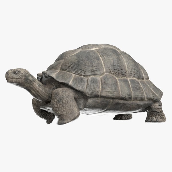 giant tortoise animation model
